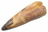Fossil Spinosaurus Tooth - Real Dinosaur Tooth #345575-1